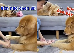 Chú chó tức tưởi khi chọn nhầm tay