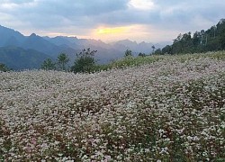 Ngỡ ngàng vẻ đẹp của hoa tam giác mạch trên cao nguyên đá