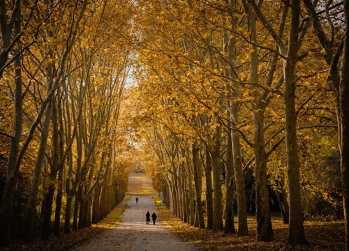 Thu vàng Paris mùa thay lá, cảnh bình yên 'như chưa từng có Cô Vy'