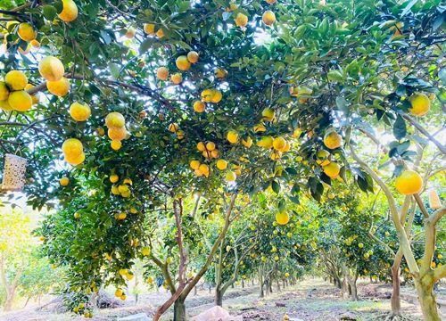 Bắc Giang: Phát triển du lịch từ... những vườn cây ăn quả lớn