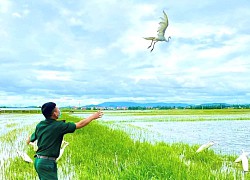 Chi chít bẫy chim, cò giăng khắp cánh đồng, Quảng Bình ra chỉ đạo "nóng"