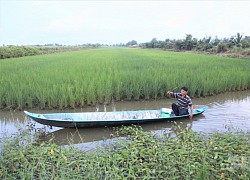 ĐBSCL: Thả tôm trong ruộng lúa hữu cơ, lợi nhuận kép