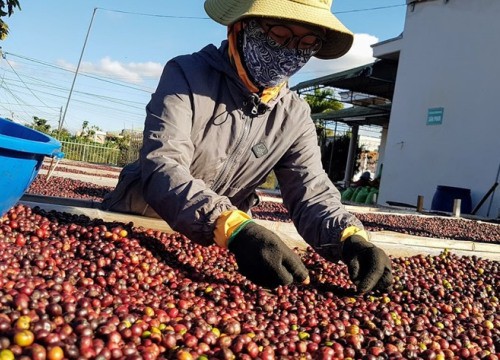 Giá cà phê hôm nay 20/11, Màu xanh đã trở lại, nguồn cung từ Việt Nam vẫn còn rất khó khăn