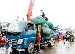 Giá xăng dầu tăng cao, ngư dân TT-Huế đi đánh cá trong trăm ngàn khó khăn