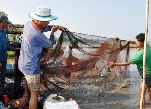 Hậu Giang: Nuôi cá trong ruộng mùa lũ, chả phải cho ăn, nông dân bắt lên bán vẫn có lời