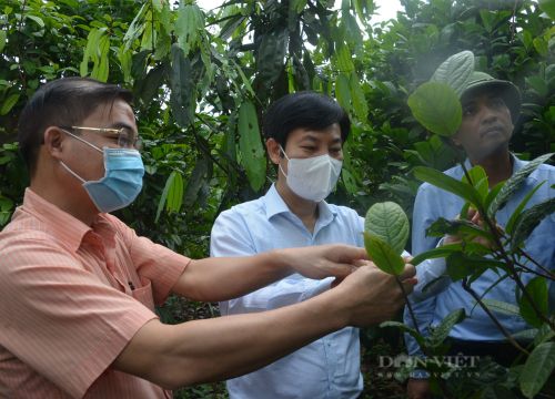 Làm nông nghiệp kiểu... Quảng Ninh