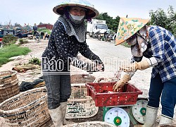 Nam Định: Thứ cá ngày xưa rẻ bèo, nay dân ra biển bắt bán đắt như tôm tươi, bao nhiêu lái cũng "khuân sạch"