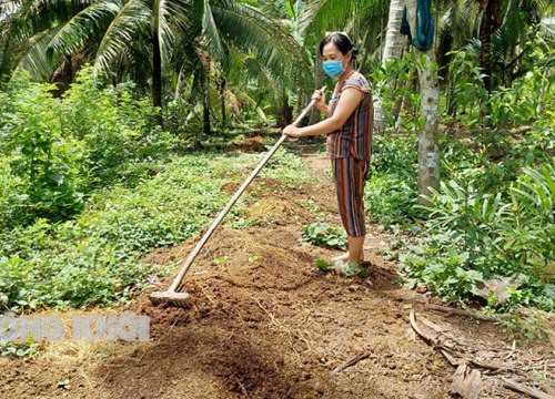 Nông dân tỉnh Bến Tre áp dụng cách đơn giản này để đối phó với giá phân bón tăng gấp đôi