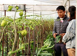 Trồng hoa lan hồ điệp bạt ngàn trong vườn nhà, một ông nông dân tỉnh Quảng Ninh "liều" mà thành tỷ phú