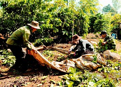 Vì sao giá cà phê tăng mạnh, nông dân Tây Nguyên vẫn lỗ "sặc gạch" (Bài 4): Hạt cà phê è cổ cõng chi phí!