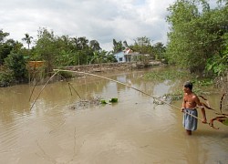 Vĩnh Long: Cá đồng, cá sông về đâu rồi giữa mùa nước nổi miền Tây?