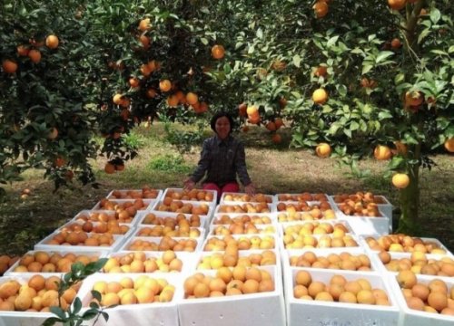 100.000 tấn cam tròn mọng, vàng ươm đã chín, Hà Giang, Hòa Bình mở gian hàng bán trên chợ "ảo"