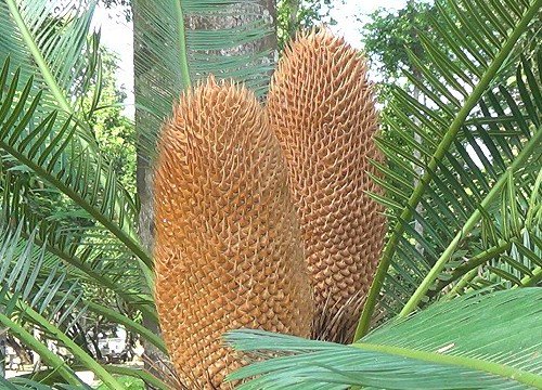 An Giang: Cây vạn tuế kỳ lạ liên tiếp 3 năm liền, năm nào cũng nở hoa ở khu nhà sàn Bác Tôn