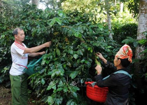 Cà phê Sơn La được mùa, được giá