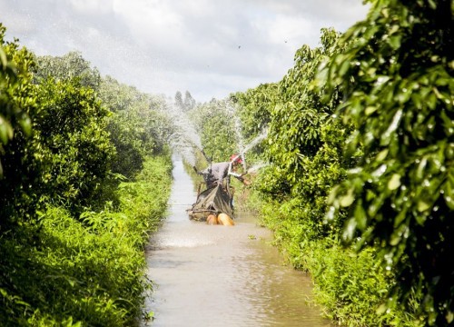 Cây hạnh là cây gì mà một ông nông dân tỉnh Kiên Giang trồng 5ha, hái 1 tấn trái/ngày, lời 1 tỷ đồng/năm?