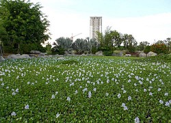 Công viên Thành Phố mới Bình Dương - địa điểm vui chơi và check-in siêu chất