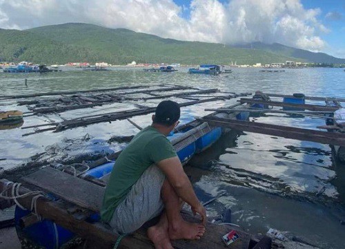 Đà Nẵng: Chủ tịch phường lên Facebook bán cá cho dân, xóa lồng bè trái phép