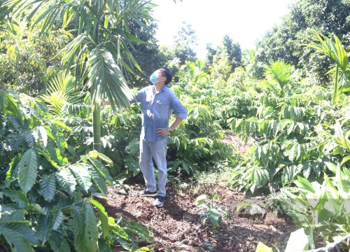 Giá cau tăng cao vì Trung Quốc gom sạch, tại sao tỉnh Hòa Bình phải ra văn bản khuyến cáo dân không trồng nhiều?