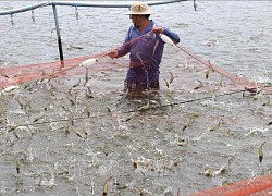 Giá tôm thẻ chân trắng tăng cao