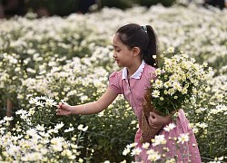 Ngắm thiếu nữ Hà Nội đẹp mơ màng trên cánh đồng cúc họa mi ven sông Hồng