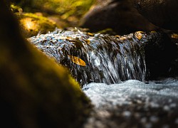 Người đi bộ khám phá dòng suối Hawaii 'có mùi bia' kỳ lạ