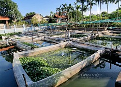 Ninh Bình: Nuôi con ốc nhồi trong tráng cước, trên trồng mướp, dưới thả bèo cám, bèo tây mà thu lời trăm triệu