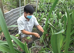 Cách "ép" cây lan huệ cánh kép Hà Lan ra hoa đúng dịp Tết Nguyên đán của nông dân tỉnh Đồng Tháp