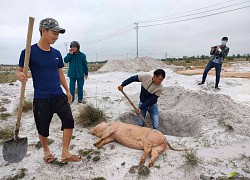 Quảng Trị: Đến khổ, dịch tả lợn châu Phi "tái xuất" lúc giá lợn hơi xuống thấp, nông dân lại lao đao