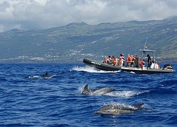 Trải nghiệm bơi cùng cá heo tại đảo Azores hút khách du lịch