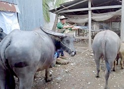 An Giang: 4 đời theo nghề nuôi trâu ăn cỏ hoang ở thành phố, có nhà đàng hoàng vẫn thích lang thang du mục