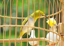 Ba gã đàn ông mang kim tiêm đi cướp... chim vành khuyên