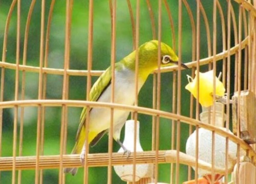 Ba gã đàn ông mang kim tiêm đi cướp... chim vành khuyên