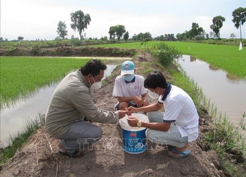 Bạc Liêu: Lúa thơm-tôm sạch là mô hình giúp nông dân khỏe mạnh, làm giàu