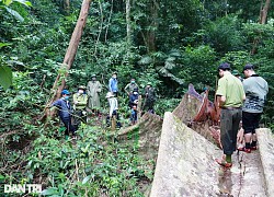 Cận cảnh những cây gỗ "khủng" trong rừng đặc dụng chỉ còn lại gốc