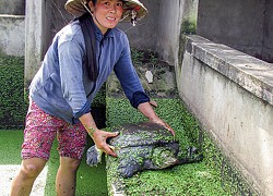 Giá bán loài bò sát này ở tỉnh Hậu Giang bất ngờ tăng thêm 100.000 đồng/kg