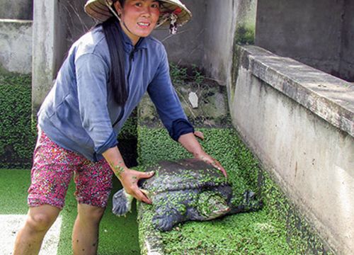 Giá bán loài bò sát này ở tỉnh Hậu Giang bất ngờ tăng thêm 100.000 đồng/kg