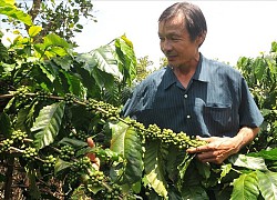 Giá cà phê hôm nay 26/11: Robusta tăng nhẹ, cà phê xuất khẩu kỳ vọng lập lại ngưỡng 3 tỷ USD