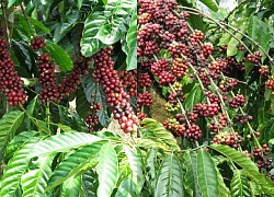 Giá cà phê hôm nay 27/11: Robusta tiếp tục tăng, vượt mốc 2.300 USD/tấn nhưng niềm vui chưa trọn với nhà nông