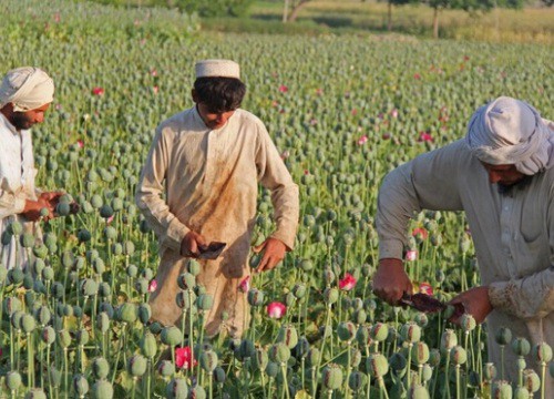 Hậu chiến tranh, nông dân Afghanistan rơi vào bước đường cùng