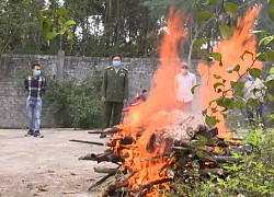 Làm rõ nguyên nhân hổ nuôi nhốt ở khu sinh thái bất ngờ chết