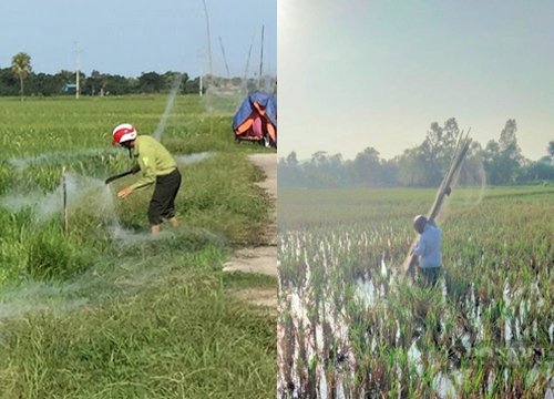 Lực lượng Kiểm lâm tỉnh Thanh Hóa tiêu hủy 4.390 mét lưới dùng bẫy chim trời trái phép