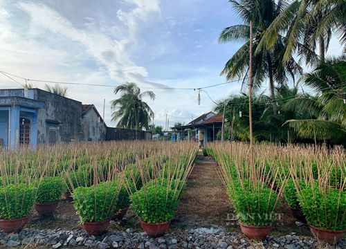 Tết đến nơi mà chưa thấy thương lái "ghé thăm", thủ phủ hoa cúc ở Khánh Hòa lo lắng