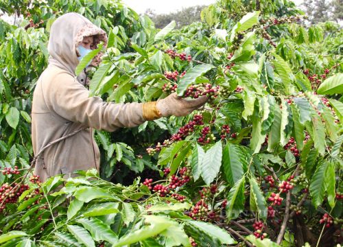 Đắk Lắk: Công an xã thường xuyên đi tuần, giảm nỗi lo mất trộm của nông dân mùa cà phê