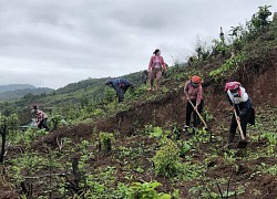 Đưa cây mắc ca trồng trên đất dốc, góp phần giảm nghèo nơi ngã ba biên giới Điện Biên- bài 1