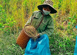 Lạ lùng giống lúa của đồng bào dân tộc M'nông ở tỉnh Đắk Lắk, phải cúng thần linh trước khi tuốt bằng tay