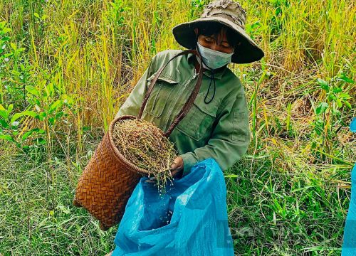 Lạ lùng giống lúa của đồng bào dân tộc M'nông ở tỉnh Đắk Lắk, phải cúng thần linh trước khi tuốt bằng tay