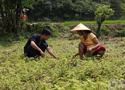 Người vùng cao vươn lên làm giàu nhờ cây thạch đen