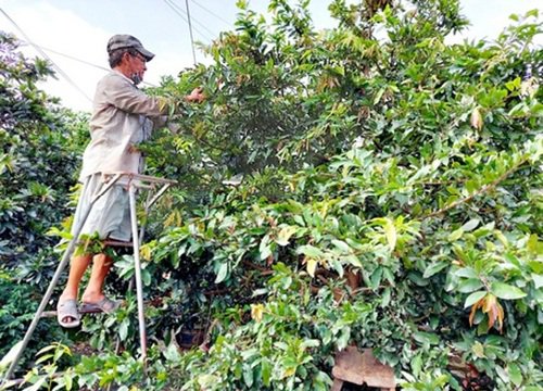 Trồng cây cảnh ở nơi này của tỉnh Vĩnh Long, dân đang trèo thang chăm mai vàng, chưa Tết đã bán được 3 tỷ