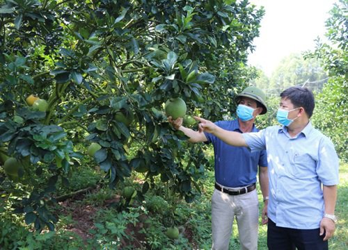 Bắc Giang: Khi những vườn cây trĩu trịt trái thành vườn du lịch