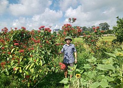 Bắc Giang: Tình cờ trồng những loại cây cảnh, loại hoa này, ai ngờ ông nông dân có tiều tiêu rủng rỉnh